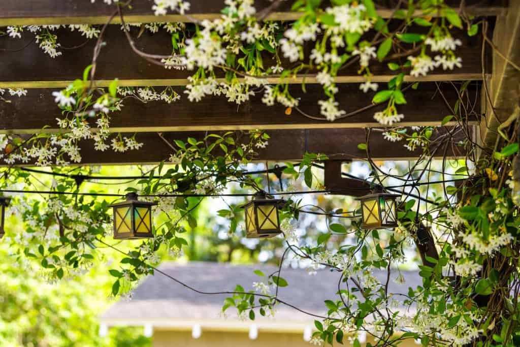 How Do I Train Jasmine To Climb A Pergola Backyardscape