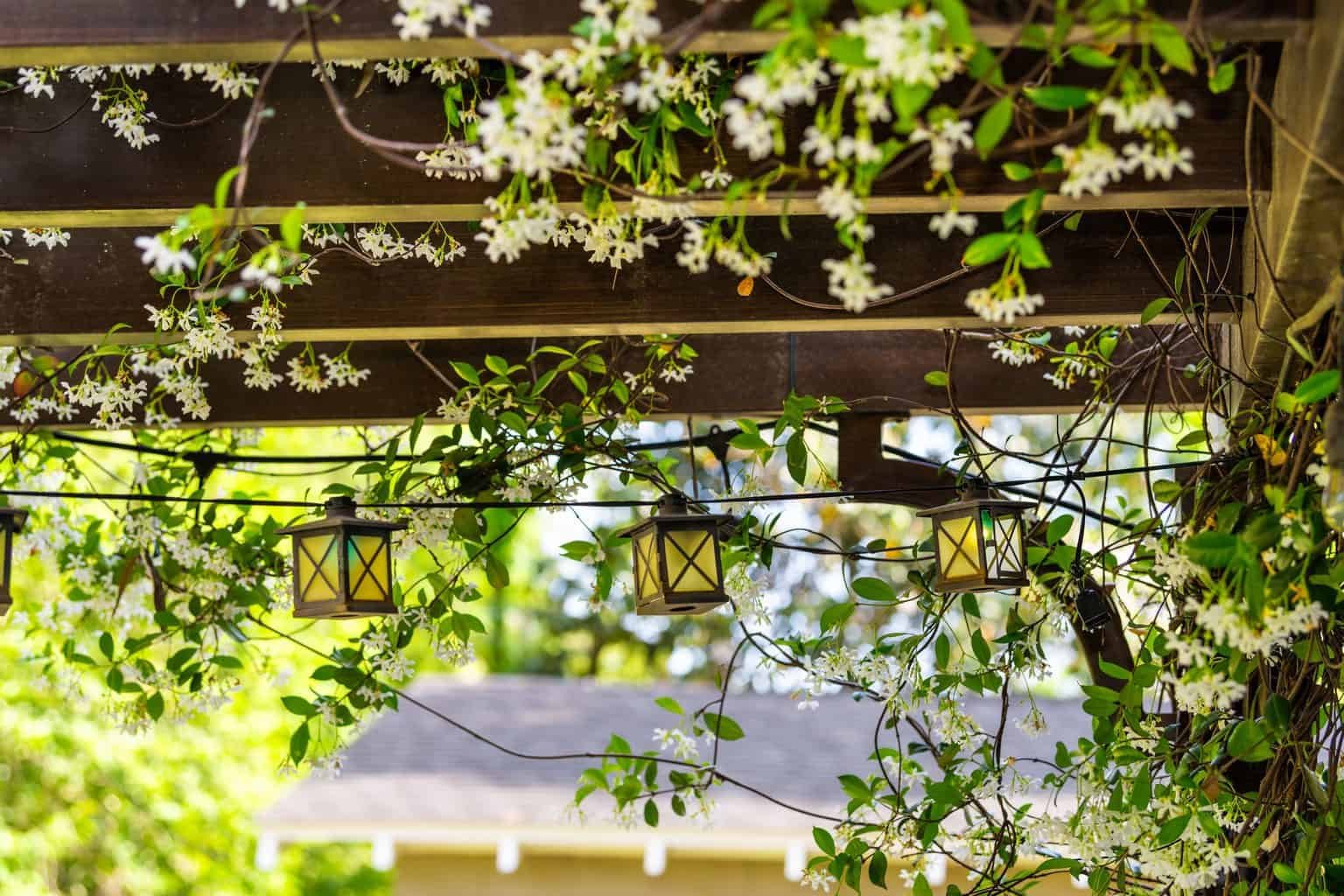What Plants Grow Well In Shade In Arizona What Plants Grow Well In Shade In Arizona