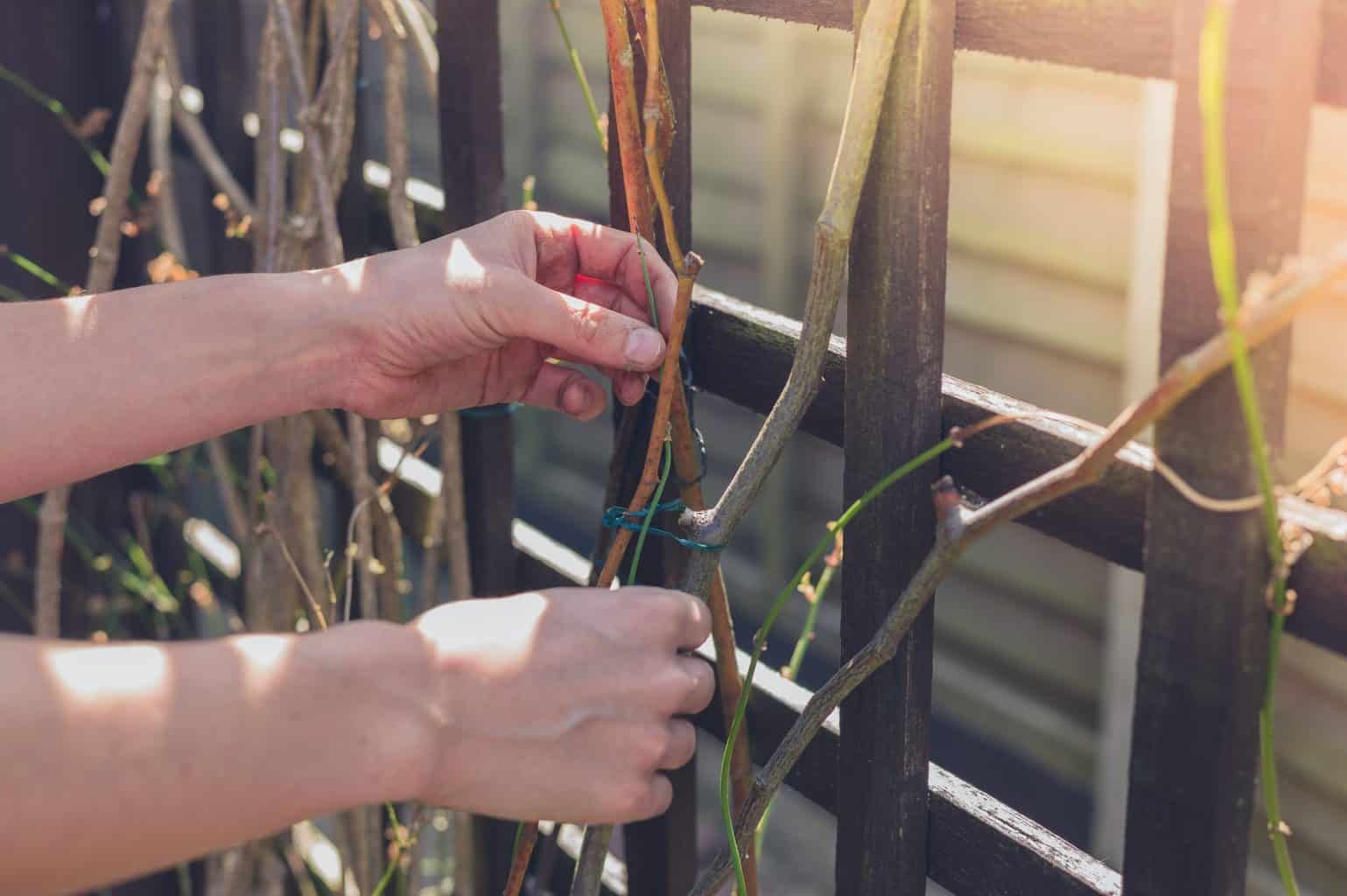 How Do You Support a Climbing Plant on a Fence?