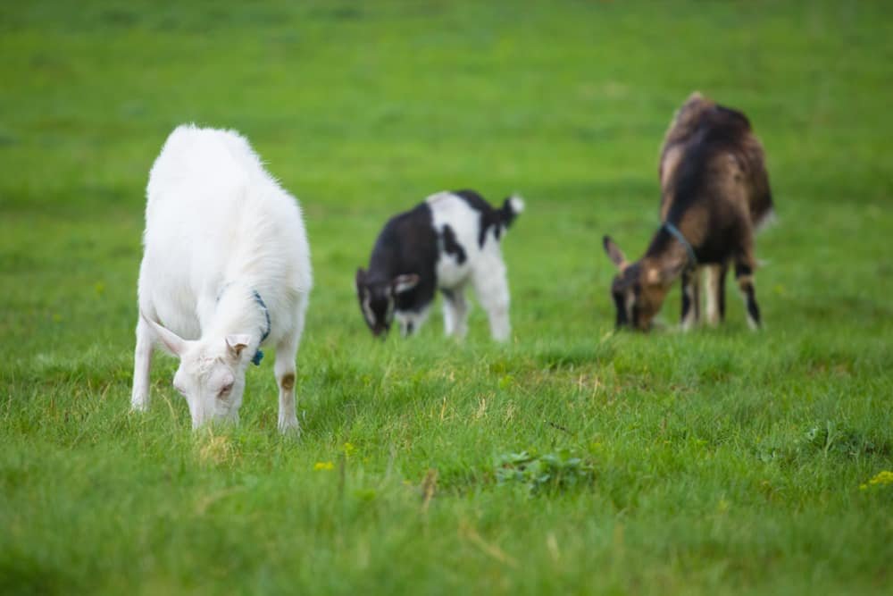 grass-eating goats