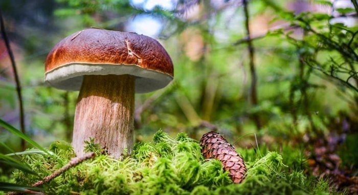 mushroom in yard
