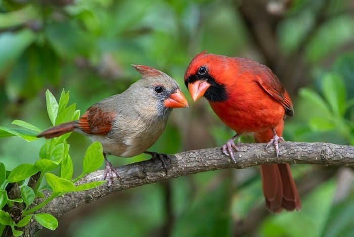 northern cardinal