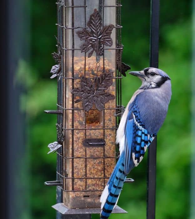 blue jays bird food