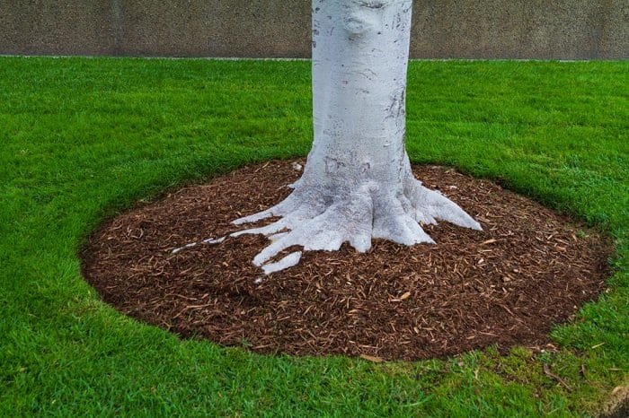 landscaping around tree