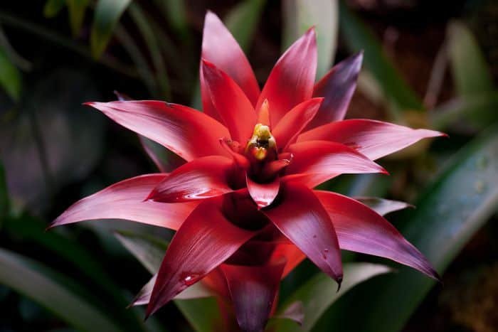 What Plants Grow Well In Shade In Florida 2022 