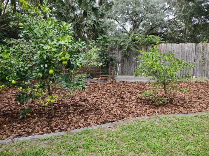 Cheapest Way to Cover Dirt in Backyard