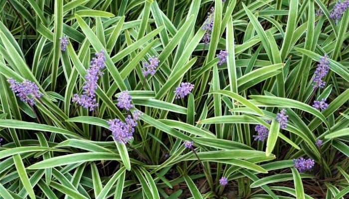 monkey grass with tiny purple flowers