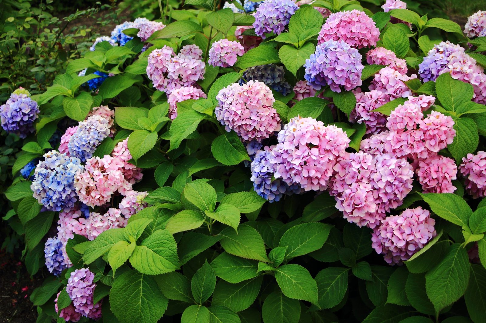 What Plants Grow Well in Shade in Texas