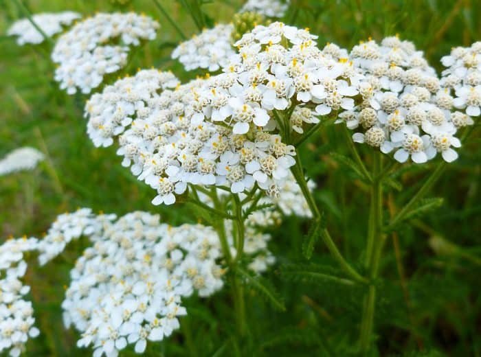 Best Hardy Perennial Flowers in Zone 8