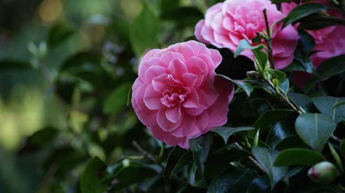 What Plants Grow Well In Shade In Texas