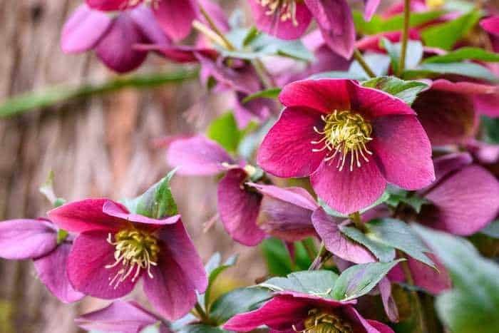 best-hardy-perennial-flowers-in-zone-6