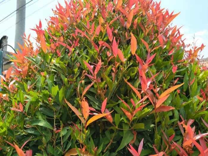 What Plants Grow Well In Shade In Texas