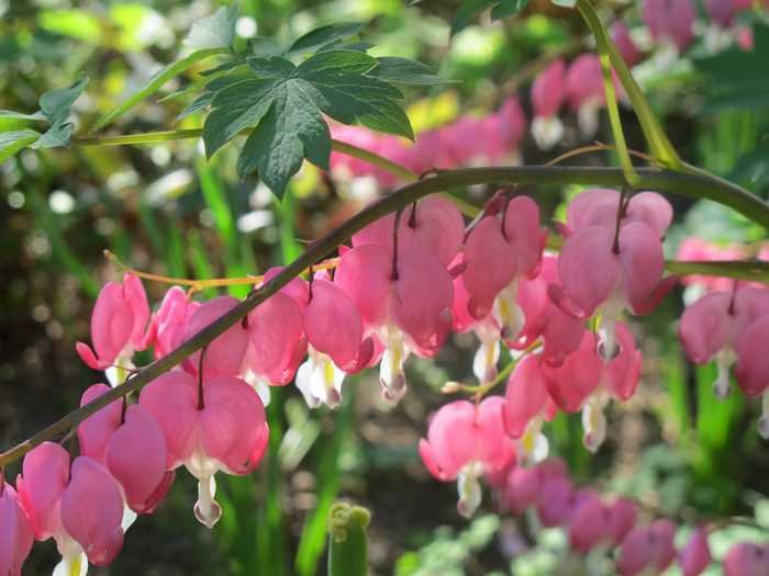 What Plants Grow Well In Shade In Ohio?