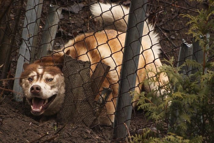 Stop dog from going hotsell under fence