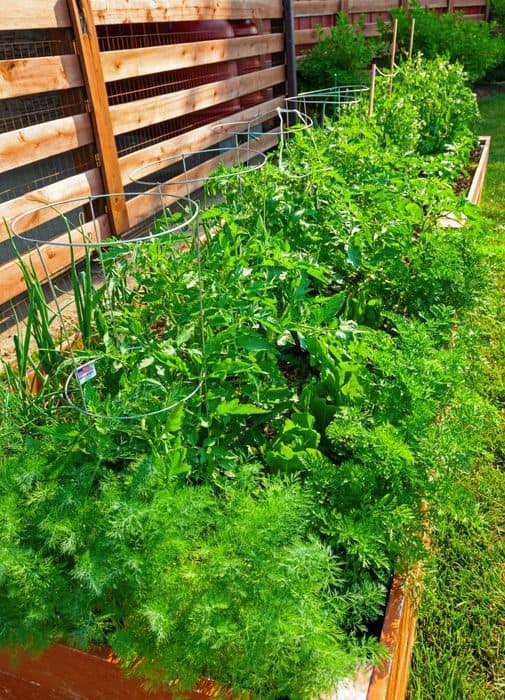 garden with wood fence