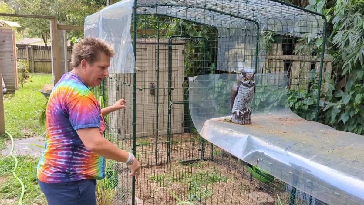 run to go through the chicken coop