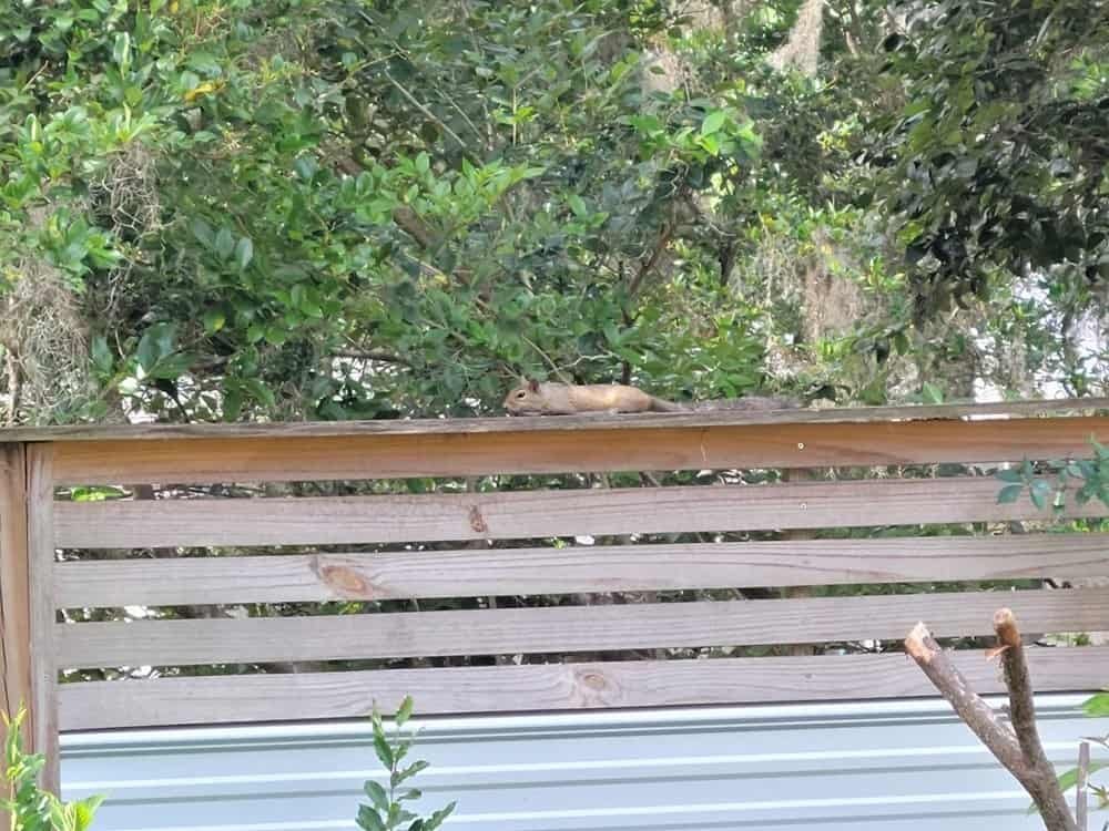 horizontal fence with shelving